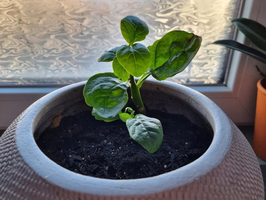 Home Since January 3rd: A Rough Start, but Grateful&nbsp;Hearts