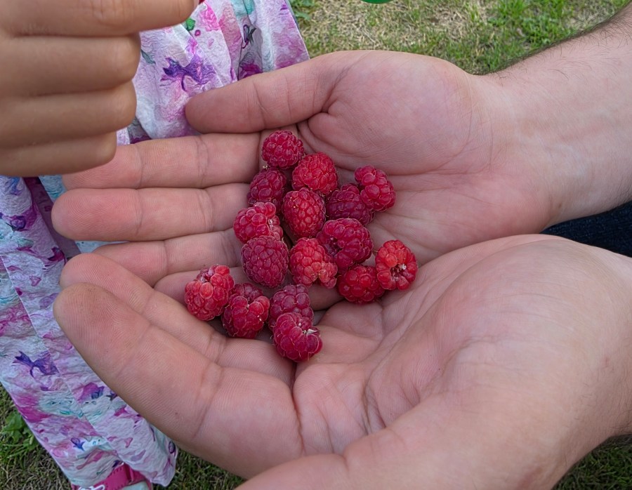 The Sweet Gift of Summer&nbsp;Berries