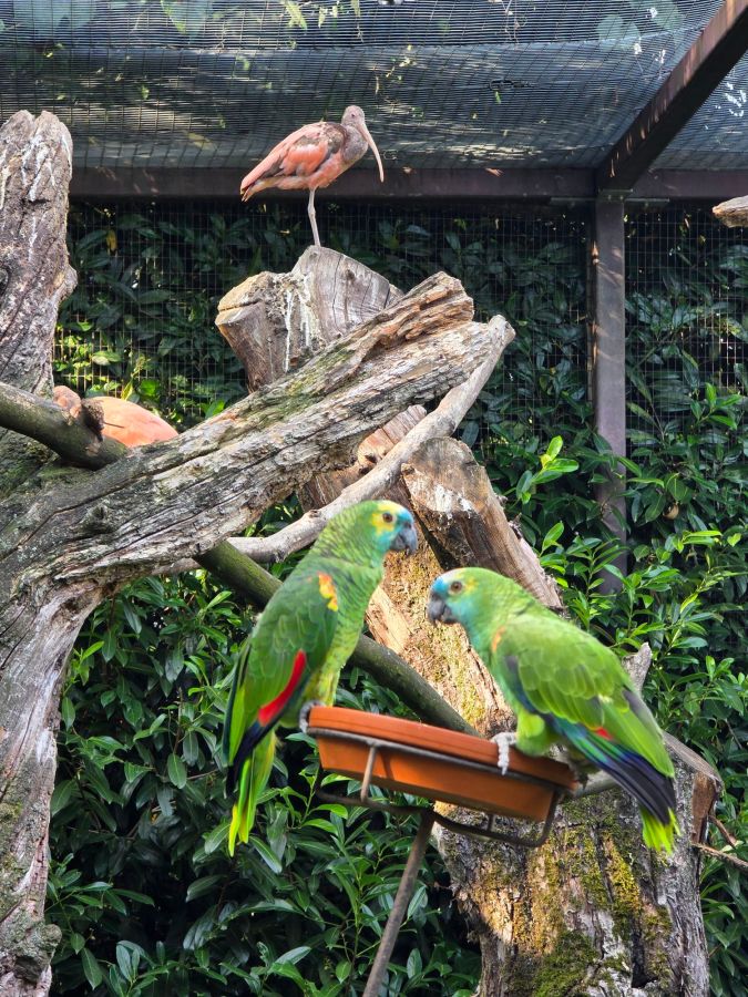 A Gentle Afternoon at Vogelpark Heiligenkirchen in&nbsp;Detmold